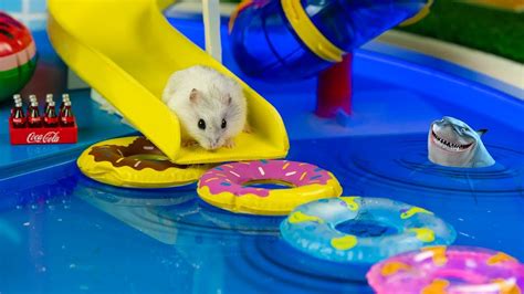 hamster maze videos|MEGA HAMSTER RACE maze with Traps hamster  .